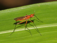 Unidentified Micropezidae family  - Kaeng Krachan NP