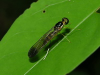 Unidentified Stratiomyidae family  - Phuket