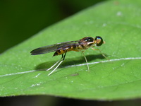 Unidentified Stratiomyidae family  - Phuket