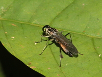 Unidentified Stratiomyidae family  - Kaeng Krachan NP