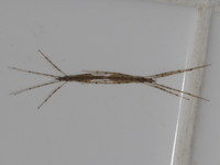 Unidentified Styringomyia sp  - Baan Maka