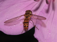 Unidentified Syrphidae family  - Doi Ang Khang