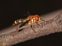 Unidentified Syrphidae family  - Baan Maka