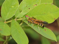 Unidentified Syrphidae family  - Mae Moei NP