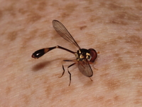 Unidentified Syrphidae family  - Kaeng Krachan NP
