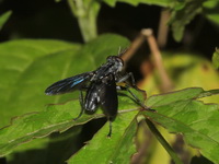 Unidentified Tachinidae family  - Kaeng Krachan NP