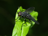 Unidentified Tachinidae family  - Phuket