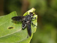 Unidentified Tachinidae family  - Kaeng Krachan NP