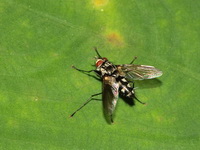 Unidentified Tachinidae family  - Doi Saket