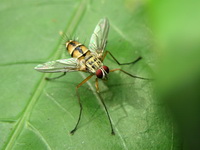 Unidentified Tachinidae family  - Phuket