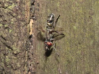 Unidentified Tachinidae family  - Baan Maka