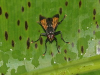 Unidentified Tachinidae family  - Doi Chiang Dao WS