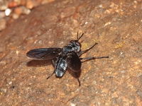 Unidentified Tachinidae family  - Mae Moei NP