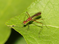 Unidentified Taeniapterinae subfamily  - Betong