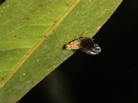 Unidentified Tephritidae family  - Baan Maka