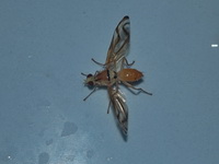 Unidentified Tephritidae family  - Bala