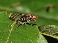 Unidentified Tephritidae family  - Betong