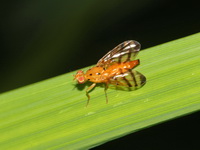 Unidentified Tephritidae family  - Doi Chang