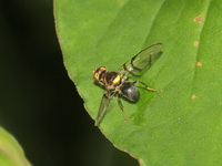 Unidentified Tephritidae family  - Doi Chang