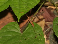 Unidentified Tipulidae family  - Suan Hin Pha Ngam