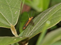 Unidentified Tipulidae family  - Doi Inthanon NP
