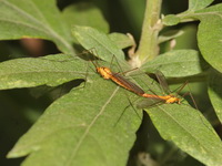 Unidentified Tipulidae family  - Doi Chang