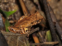 Angka Horned Frog  - Doi Inthanon NP