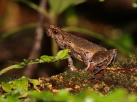 Angka Horned Frog  - Doi Inthanon NP