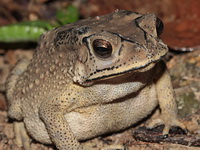 Asian Black Spined Toad  - Mu Koh Surin NP