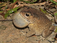 Asian Black Spined Toad  - Phuket