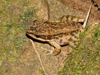 Assam Rock Frog - juvenile  - Doi Tung