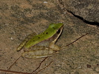 Assam Rock Frog  - Doi Inthanon NP