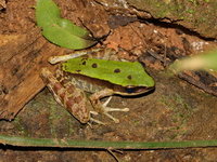 Assam Rock Frog  - Doi Tung