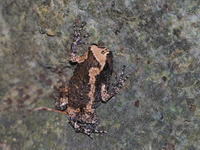 Banded Bullfrog - juvenile  - Tha Chana