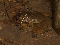 Banna Big-headed Frog  - Doi Phu Kha NP