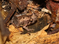 Batu Cave Chorus Frog  - Pha Dam