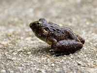 Big-headed Frog  - Ton Pariwat WR