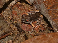 Black-and-White-bellied Litter Frog - juvenile  - Kui Buri NP