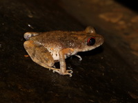 Black-and-White-bellied Litter Frog  - Sri Phang Nga NP