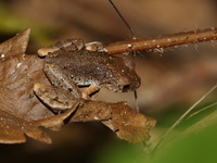 Black-and-White-bellied Litter Frog  - Kui Buri NP