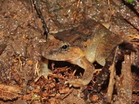 Blyth's Giant Frog - immature  - Nam Tok Suan Mai