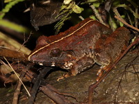Blyth's Giant Frog  - Sri Phang Nga NP