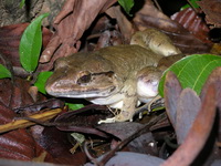 Blyth's Giant Frog  - Kui Buri NP