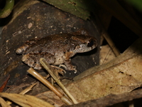 Border Litter Frog  - Taksin Maharat NP