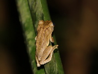 Boulenger's Treefrog  - Khao Laem NP