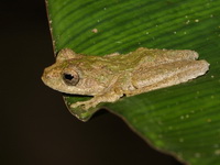Boulenger's Treefrog  - Khao Laem NP