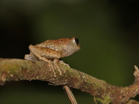 Brown Bush Frog  - Bang Lang NP