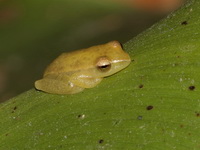 Burmese Bushfrog  - Mae Wong NP