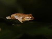 Burmese Bushfrog  - Kaeng Krachan NP