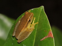 Burmese Bushfrog  - Baan Maka